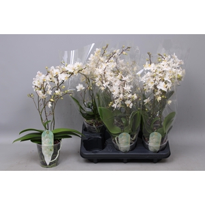 PHAL MF F SOFT CLOUD