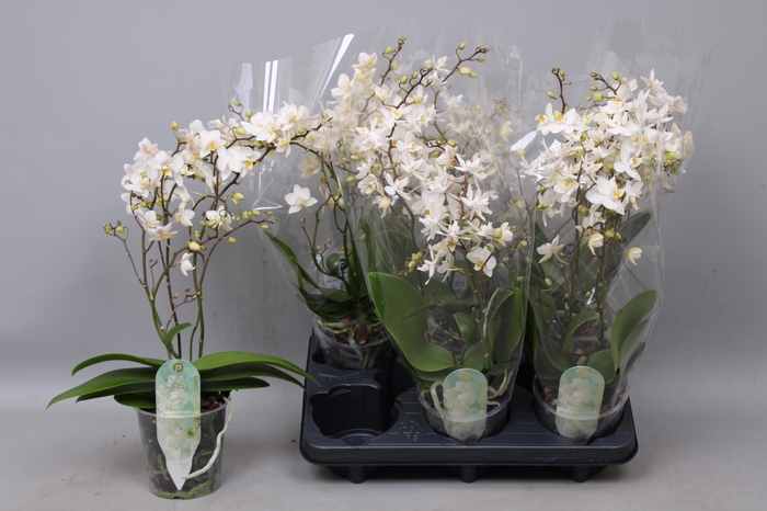 <h4>PHAL MF F SOFT CLOUD</h4>