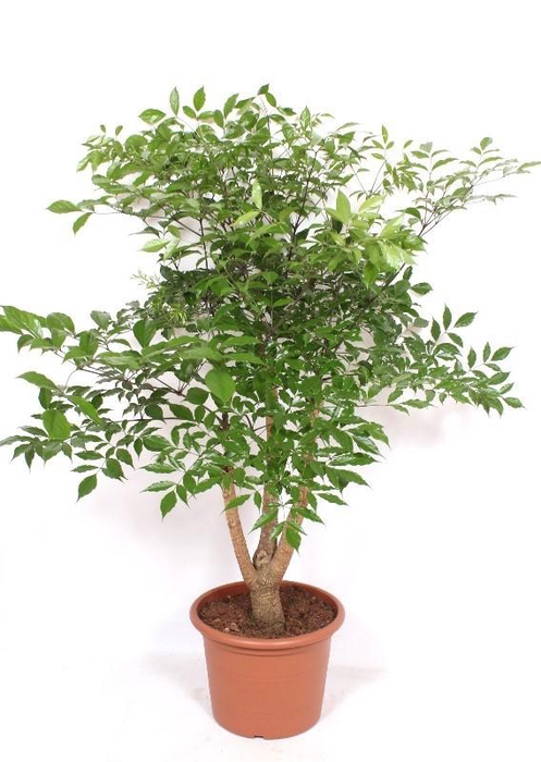 <h4>Heteropanax chinensis</h4>