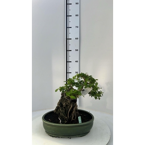 Premna microphylla, Pot 30cm., Height 30cm. (Single item)