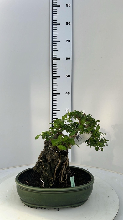 <h4>Premna microphylla, Pot 30cm., Height 30cm. (Single item)</h4>