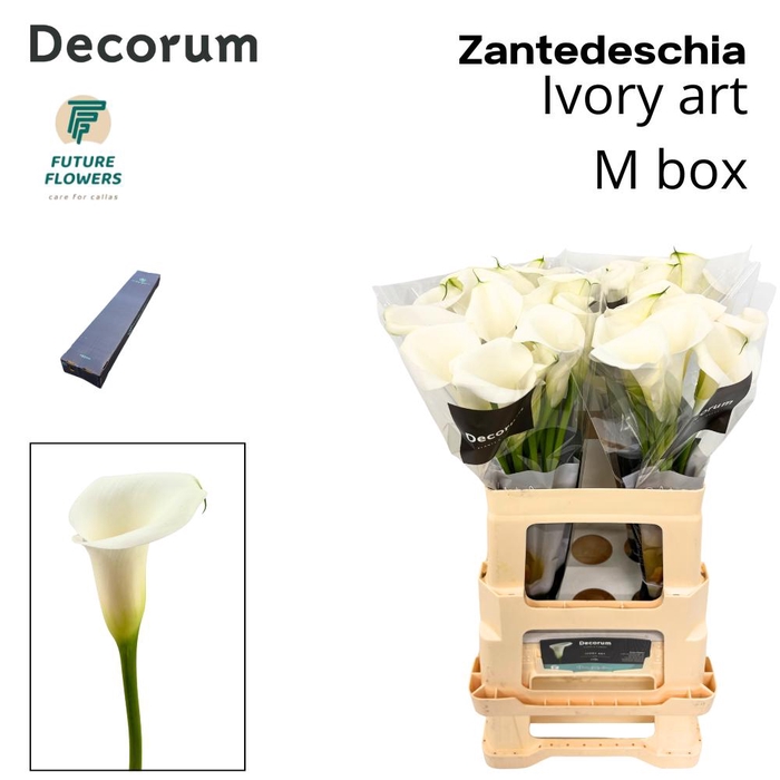 <h4>Zant Ivory Art Medium Box 60 Cm 20 St.</h4>