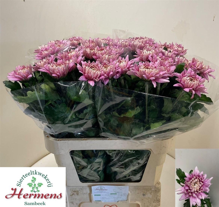 <h4>Chr G Pandion Rose</h4>