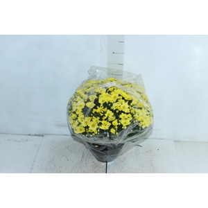 CRISANTEMO BOLA BELGA C18 AMARELO