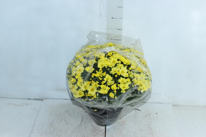 CRISANTEMO BOLA BELGA C18 AMARELO
