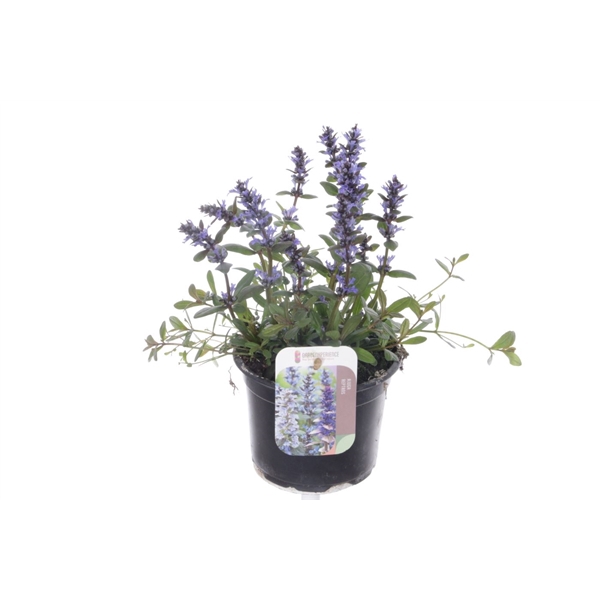 <h4>Ajuga reptans Braunherz</h4>