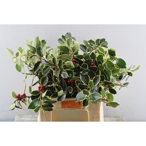 Deco Gr Kerstgroen Ov Bos