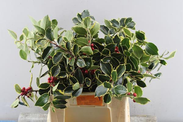 <h4>Deco Gr Kerstgroen Ov Bos</h4>