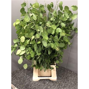 Lunaria Ann Groene P