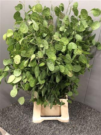 <h4>Lunaria Ann Groene P</h4>