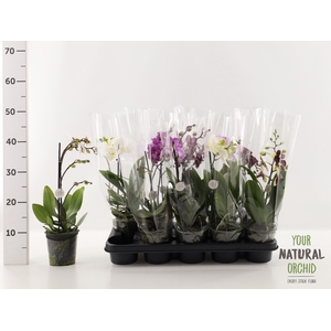 PHAL GEM