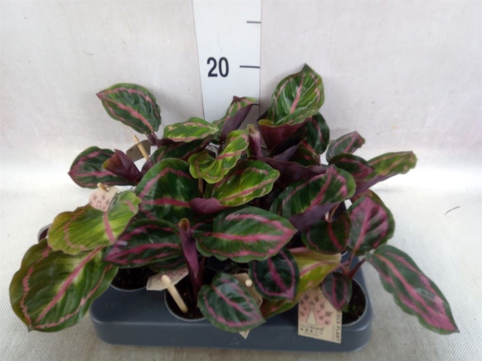 <h4>Calathea   ...</h4>