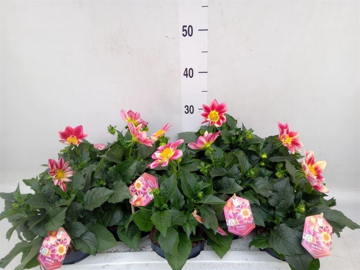 <h4>Dahlia  'Summerbees Red White'</h4>
