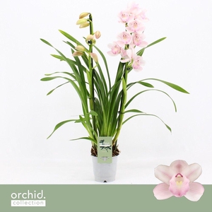 Cymbidium, Pink Bell 2-spike 'Orchid Collection'