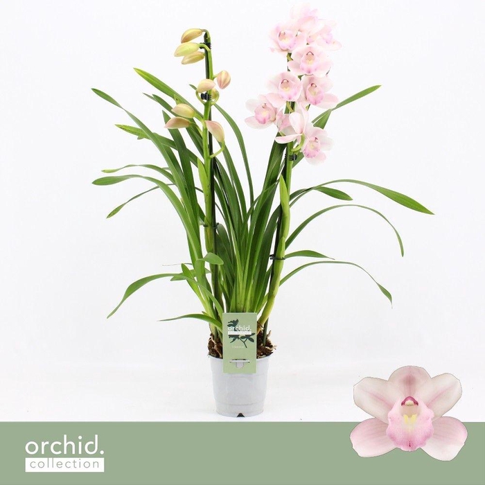 <h4>Cymbidium, Pink Bell 2-spike 'Orchid Collection'</h4>