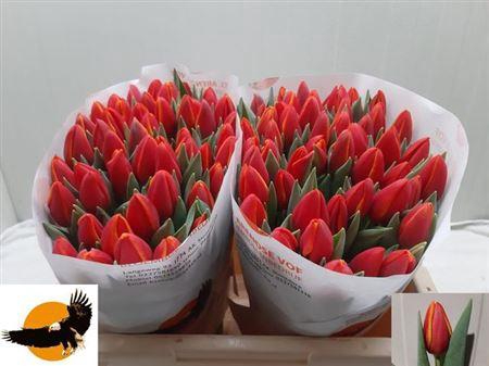 <h4>Tu En Body Builder</h4>