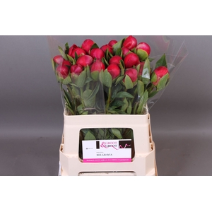 Paeonia Belgravia | Heavy Quality