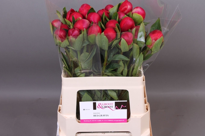 <h4>Paeonia Belgravia | Heavy Quality</h4>