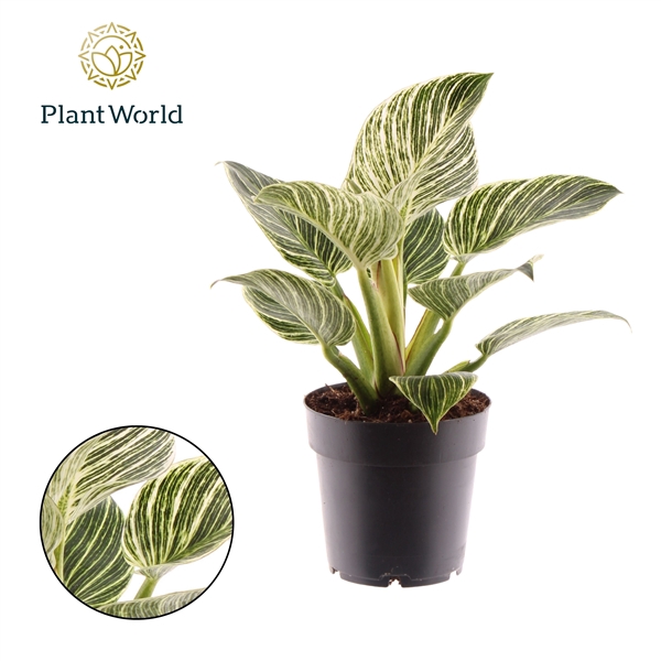 <h4>Philodendron Birkin / New Wave</h4>