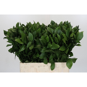 RUSCUS HYPOPHYLLUM