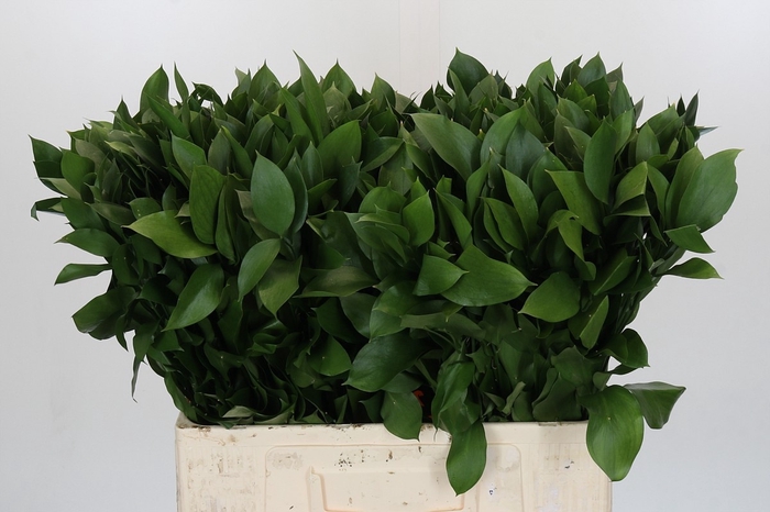<h4>RUSCUS HYPOPHYLLUM</h4>