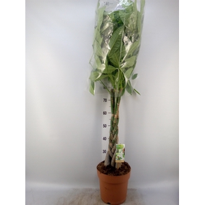 Pachira aquatica