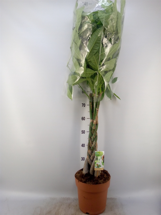 <h4>Pachira aquatica</h4>