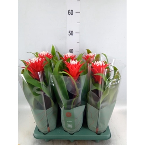 Guzmania  'Hope'