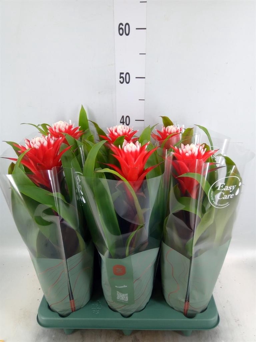 <h4>Guzmania  'Hope'</h4>