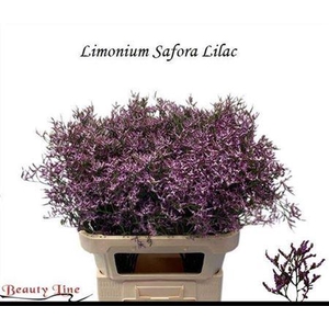 Lim Saf Lilac