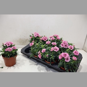 Dian Osc Pink Purple