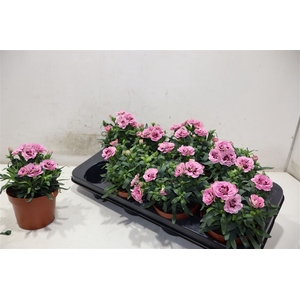 Dian Osc Pink Purple
