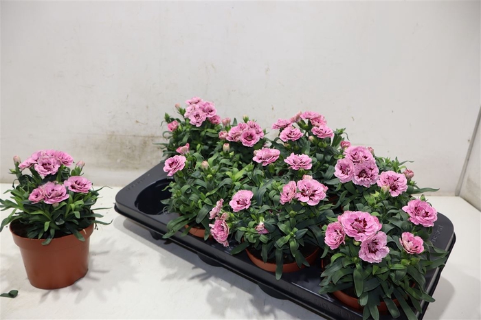 <h4>Dian Osc Pink Purple</h4>