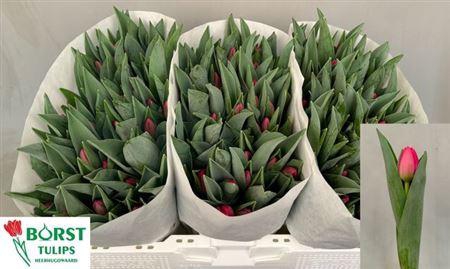 <h4>Tu En Lipstick</h4>