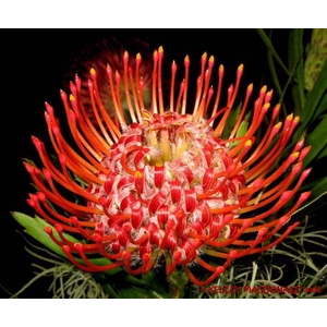Leucospermum Tango