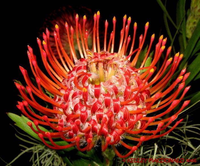 Leucospermum Tango