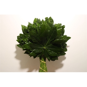 Aralia Medium