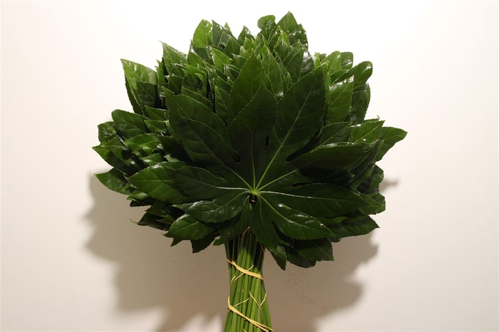 <h4>Aralia Medium</h4>