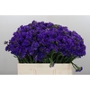 Limonium sinuatum Navy Sun Birds