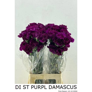 DI ST PURPLE DAMASCU