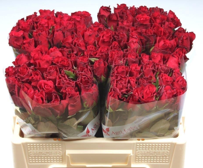 <h4>R GR UPPER CLASS</h4>