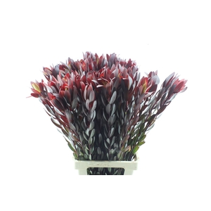 Leucad Saf Sunset Xl