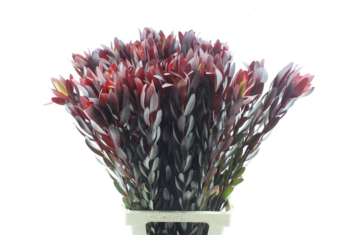<h4>Leucad Saf Sunset Xl</h4>