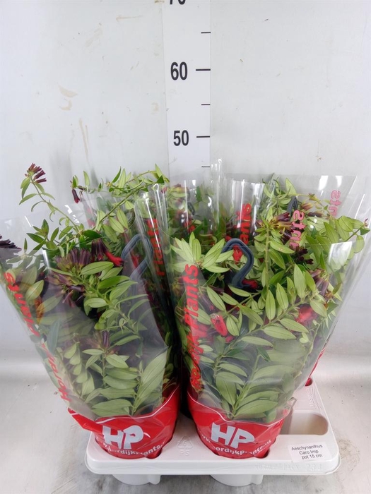 <h4>Aeschynanthus  'Caro Improved'</h4>