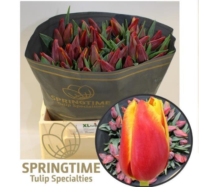 <h4>TU EN ONTARIO</h4>