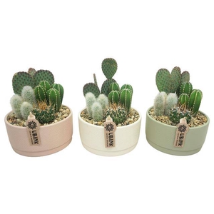 arr3 UB - Cactus pastel schaal x3