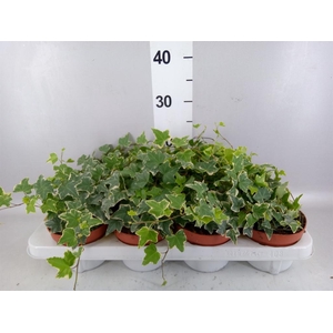 Hedera   ...variegated