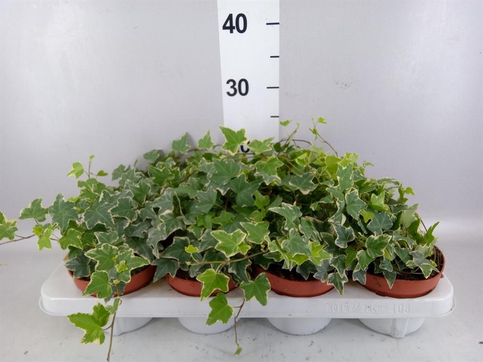 <h4>Hedera   ...variegated</h4>