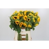 Helianthus Orange Fire