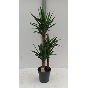 YUCCA